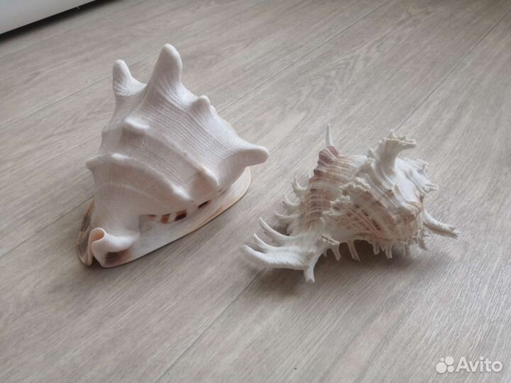 Морские ракушки раковины