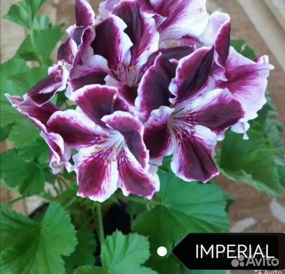 Герань пеларгония