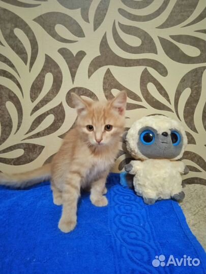 Котенок в добрые руки