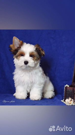 Щенки бивер йорка