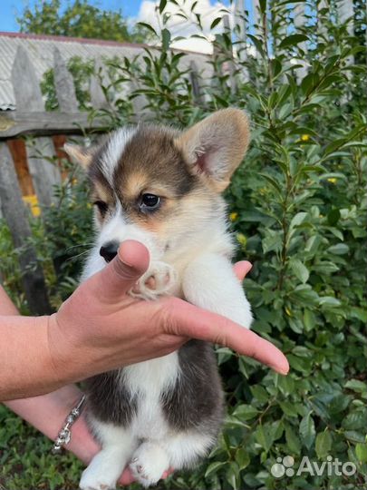 Щенки Вельш корги пемборк