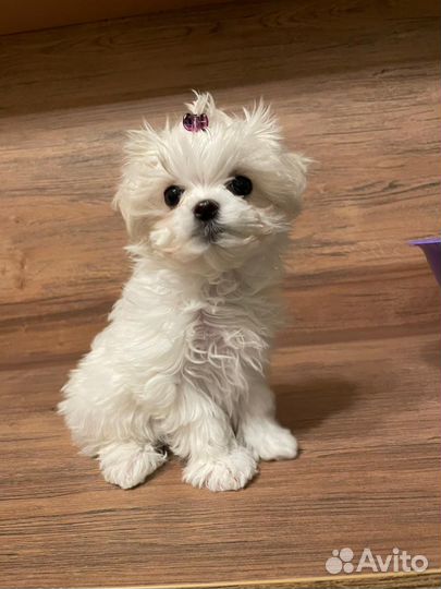 Мальтезе болонка