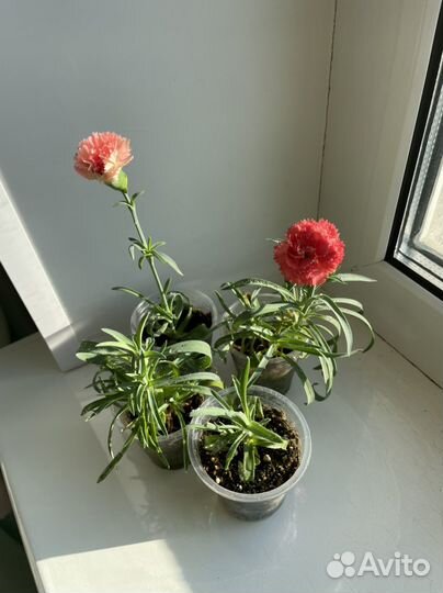 Гвоздика декоративная