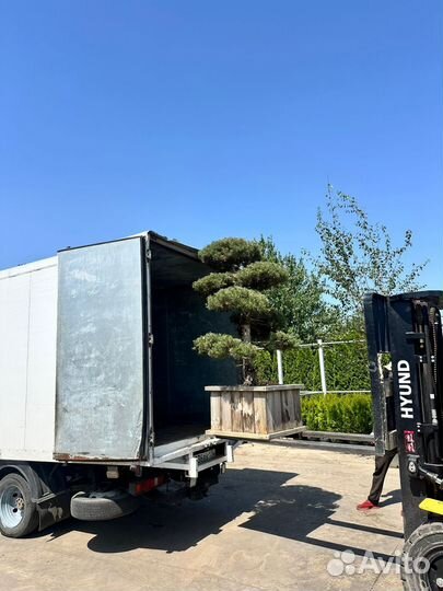 Купить Ниваки Бонсай в Воронеже с доставкой