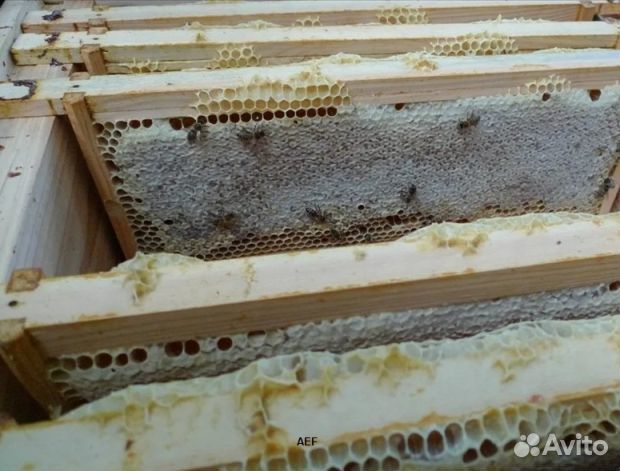 Мёд 24 года из Алтая оптом