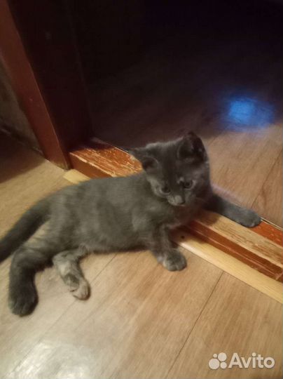 Котята Мейн Кун