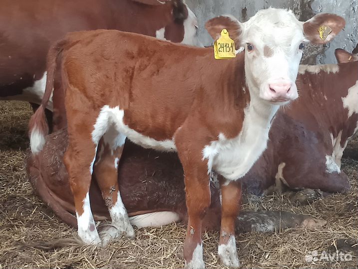 Телята герефорды