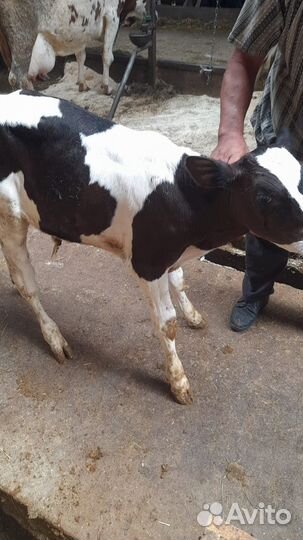 Бычки мясного направление Бесплатная доставка