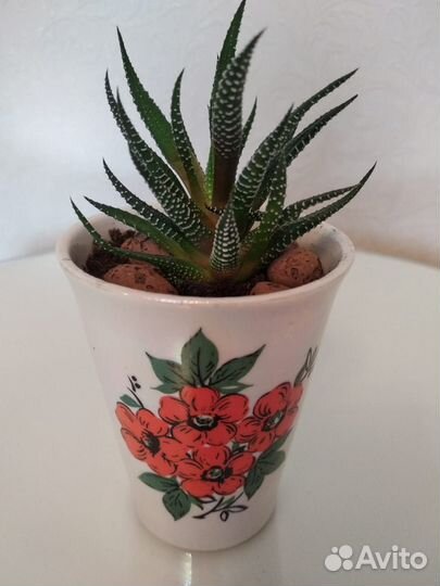 Комнатные растения цветы