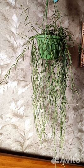 Хойя линеарис