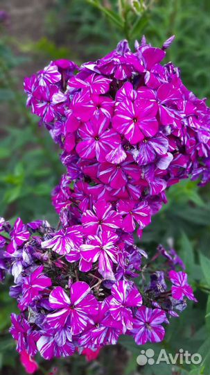 Флоксы сортовые