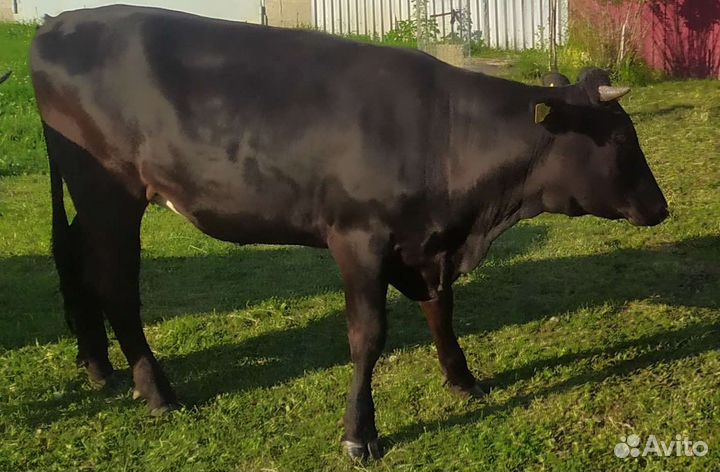 Телки нетели