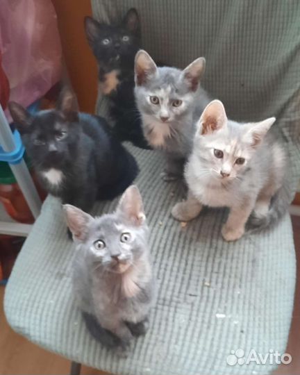 Очаровательные котята в добрые руки