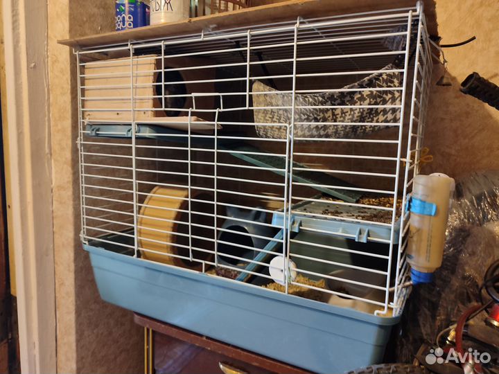 Шиншилла с клеткой