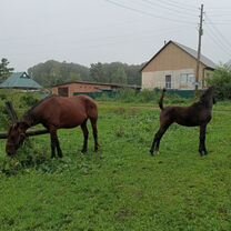 Продам кобылу с кобылкой 130т.р