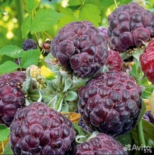 Фиолетовая малина Глен Кое Glen Coe Ягоды сладкие