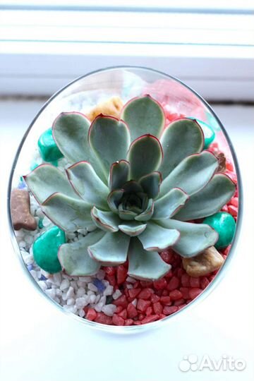 Флорариум с эхеверией (каменная роза, суккулент)