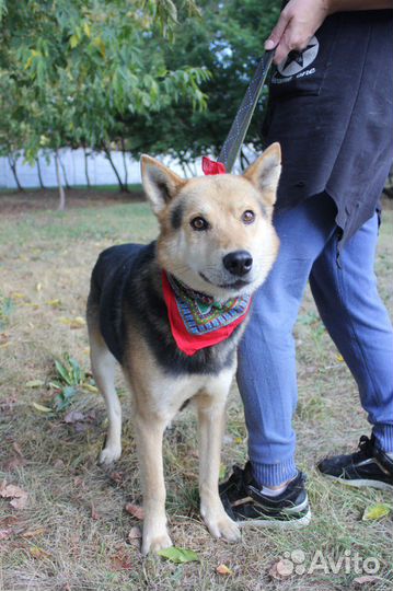 Бывшедомашний пес Феникс в добрый дом