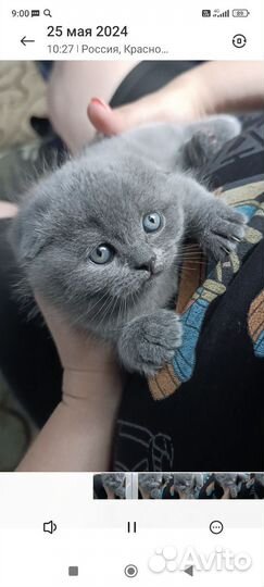 Британская