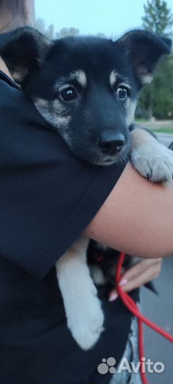 Щенок беспородный