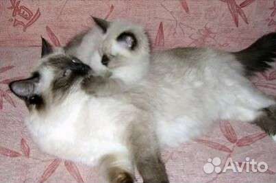 Котятки породистые