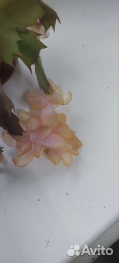 Декабрист отросток