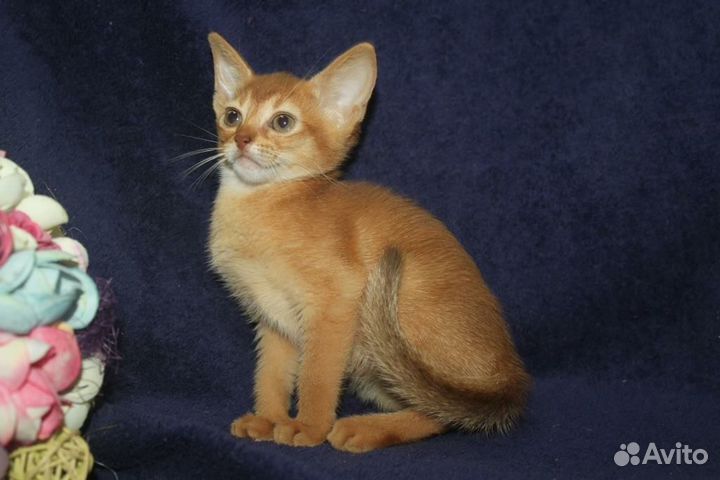 Абиссинская красавица