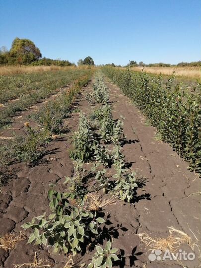 Саженцы декоративных деревьев и кустарников