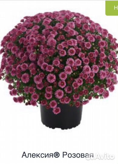 Многолетние цветы