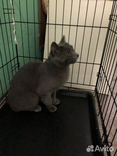 Котик