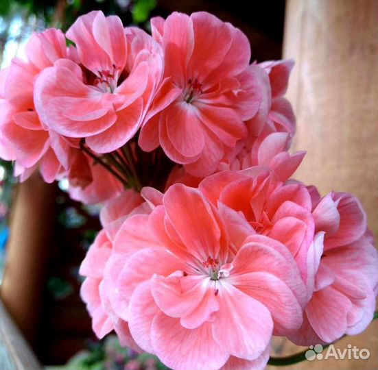 Пеларгония герань