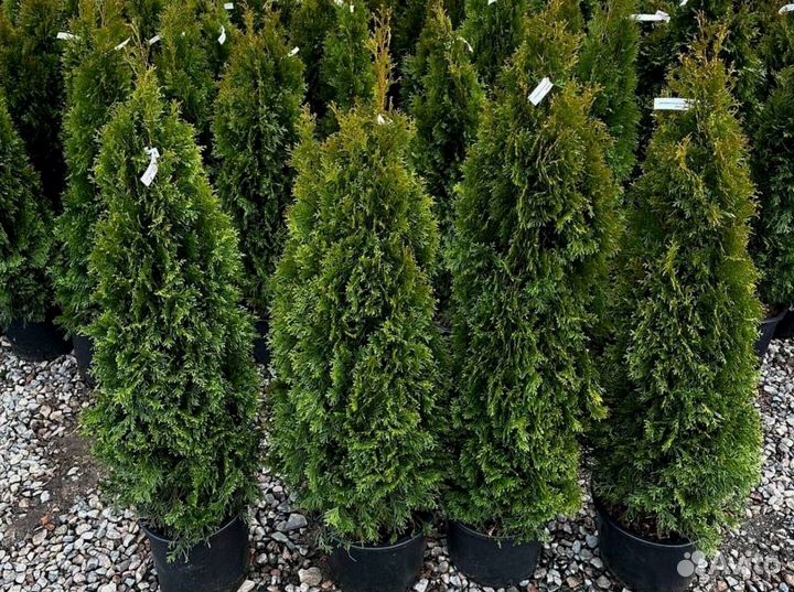 Туя брабант черенки оптом