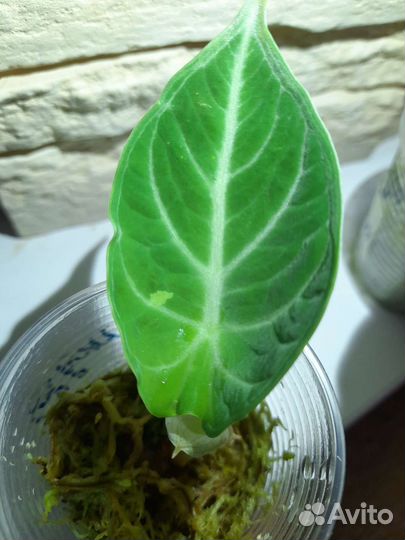 Алоказия Ниндзя вар