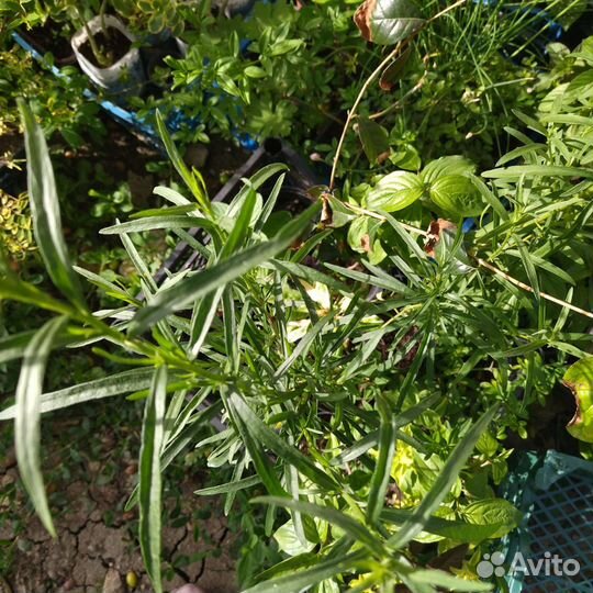 Рассада садовых мят и других пряностей