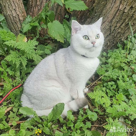 Британский котенок серебристая шиншилла