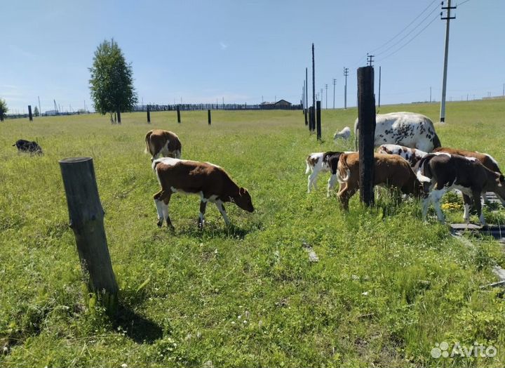 Продаются бычки,тёлочки