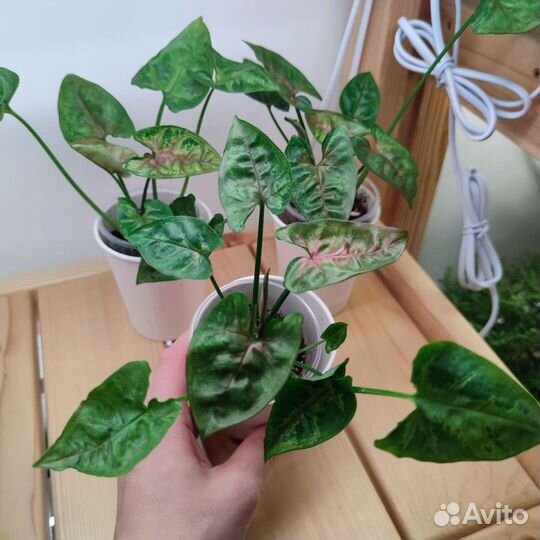Сингониумы