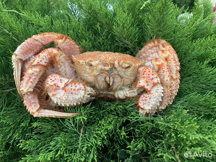 Краб Волосатик