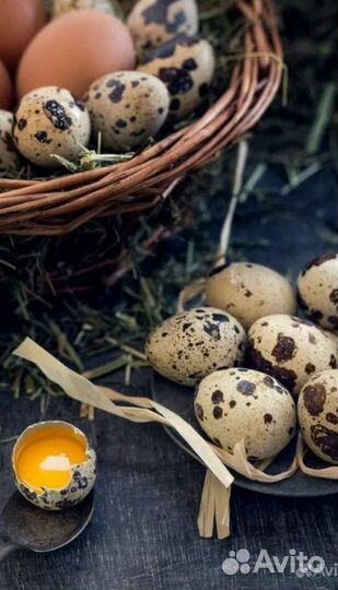 Яйца перепелиные, здоровое питание