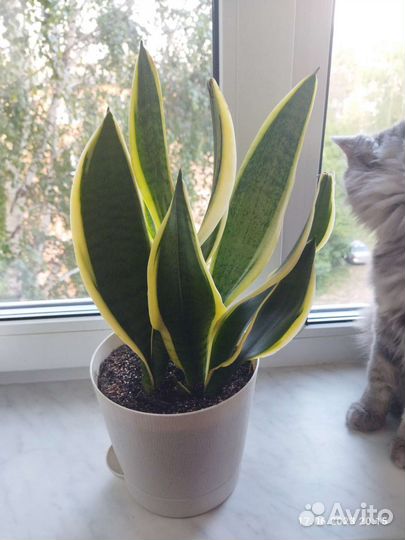 Сансевиерия