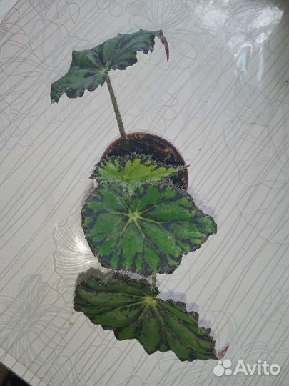 Бегония декоративно лиственная