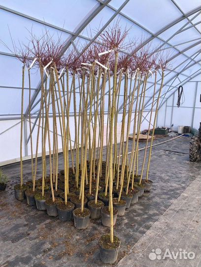 Ива Хакура Нишики штамб 100-200 см