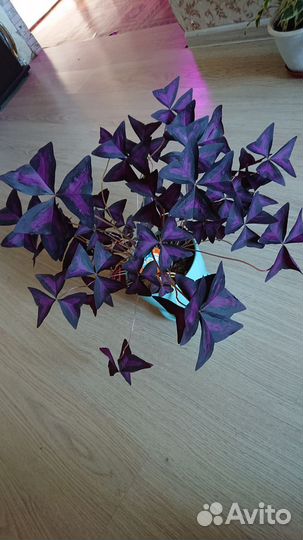 Кислица треугольная, фиолетовая