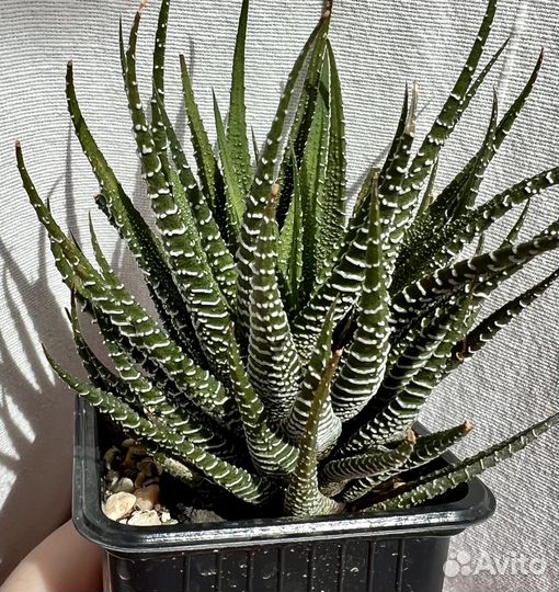 Суккулент взрослые эхиверия хавортия граптопеталум