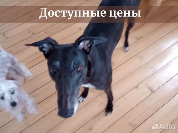 Домашняя передержка