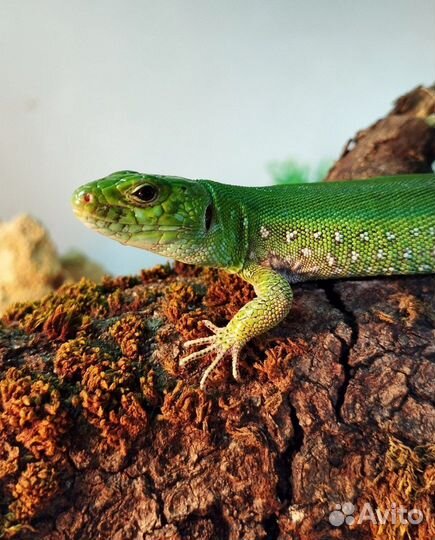 Расскажу все о ящерицах России