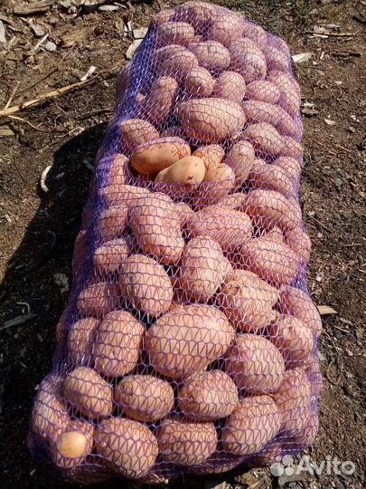 Продам картофель