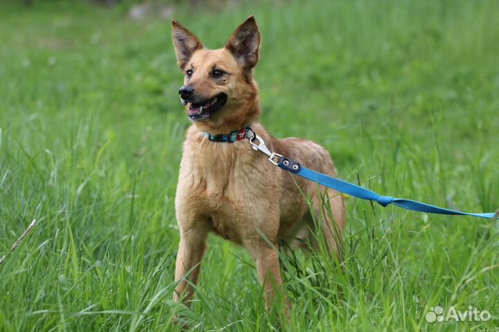 Собака Скалли