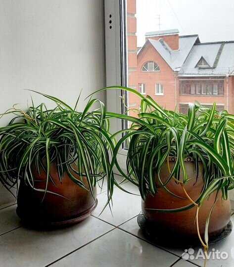 Хлорофитум