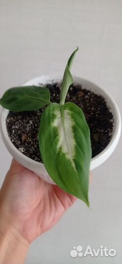 Дифенбахия в горшке 0.4 л